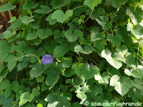 Bild Ipomoea indica