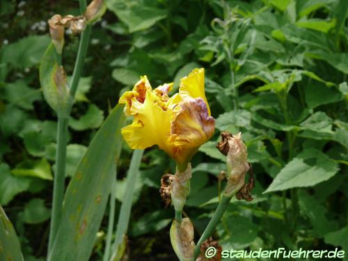 Bild Iris germanica Hybr. 'Dazzling Gold'