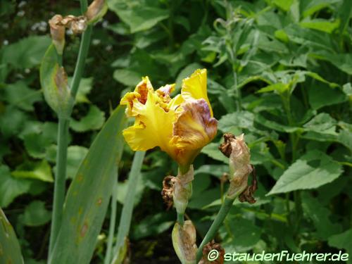 Image Iris germanica Hybr. 'Dazzling Gold'