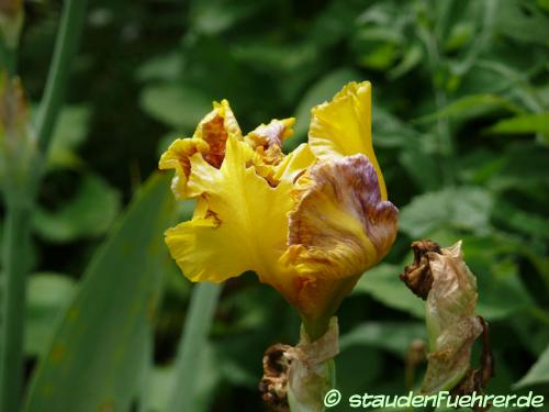 Image Iris germanica Hybr. 'Dazzling Gold'