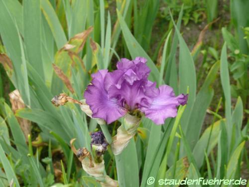 Image Iris germanica Hybr. 'Raspberry Frills'