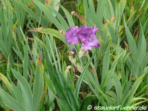 Bild Iris germanica Hybr. 'Raspberry Frills'