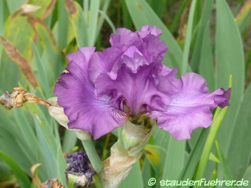 Image Iris germanica Hybr. 'Raspberry Frills'