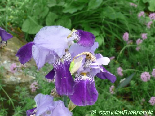 Image Iris germanica Hybr. 'Rheintraube'