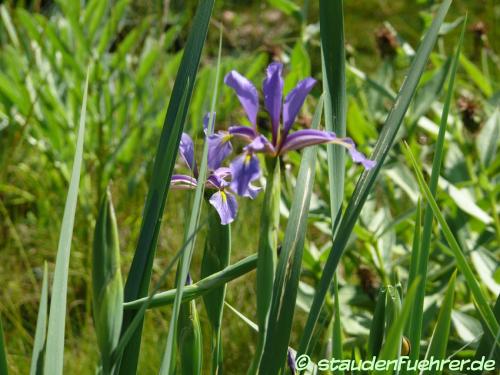 Bild Iris halophila