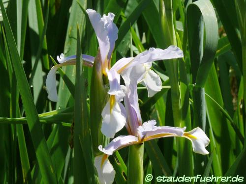 Bild Iris halophila