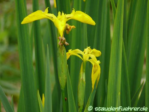 Bild Iris pseudacorus