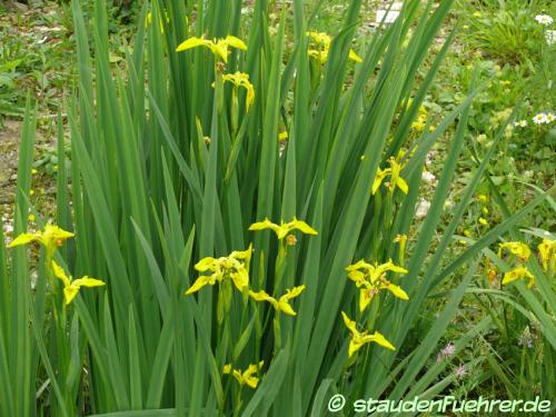 Image Iris pseudacorus