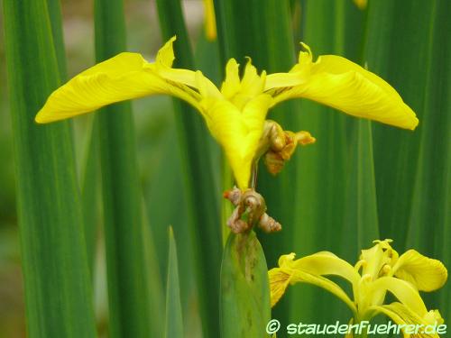 Image Iris pseudacorus