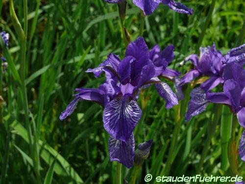Image Iris sibirica