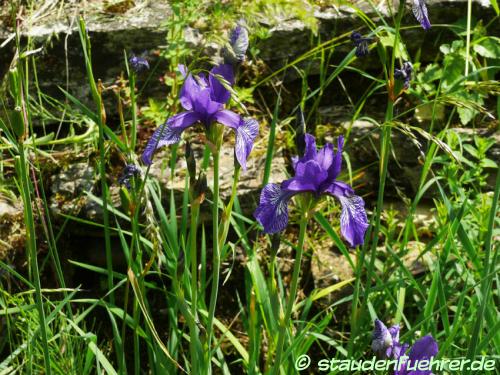 Bild Iris sibirica