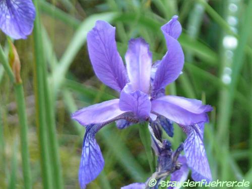 Image Iris urumovii