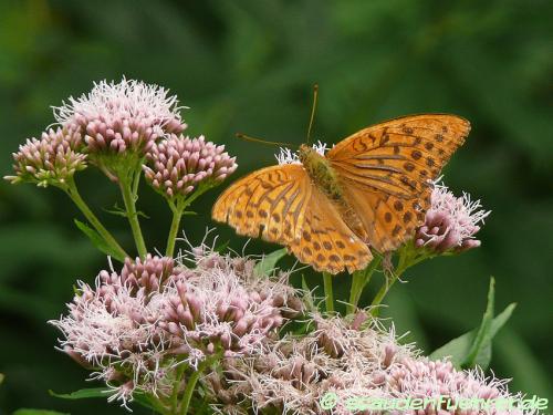 Image Eupatorium cannabinum