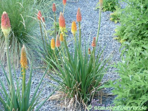 Image Kniphofia uvaria