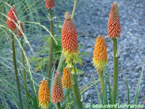 Image Kniphofia uvaria