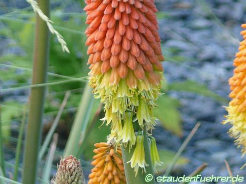 Image Kniphofia uvaria