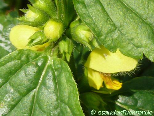 Lamium galeobdolon - Yellow archangel, Artillery plant, Aluminium plan Image Lamium galeobdolon
