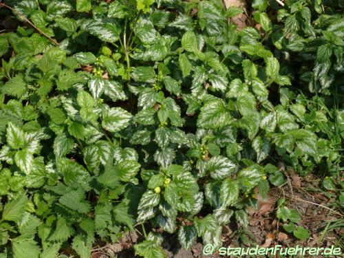 Lamium galeobdolon - Yellow archangel, Artillery plant, Aluminium plan Image Lamium galeobdolon