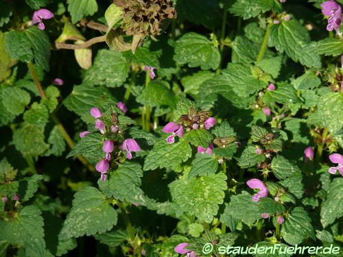 Image Lamium maculatum