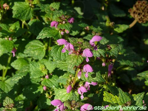 Image Lamium maculatum