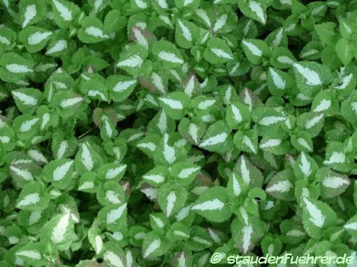 Bild Lamium maculatum 'Chequers'