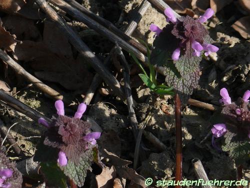 Bild Lamium purpureum