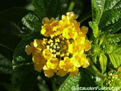 Image Lantana camara esperanta yellow ®