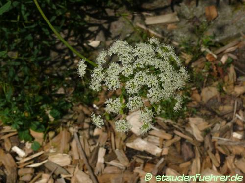 Image Laserpitium siler