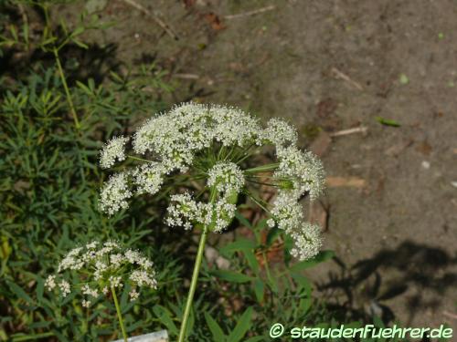 Image Laserpitium siler