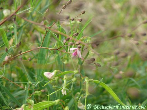 Image Lathyrus sylvestris