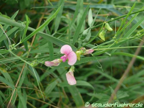 Bild Lathyrus sylvestris