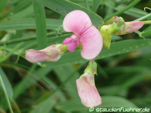 Bild Lathyrus sylvestris