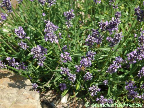 Image Lavandula angustifolia 'Sophia'