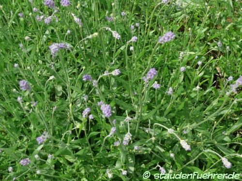 Bild Lavandula angustifolia 'Munstead'