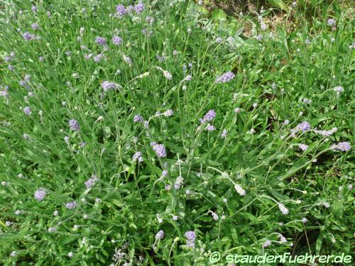 Bild Lavandula angustifolia 'Munstead'