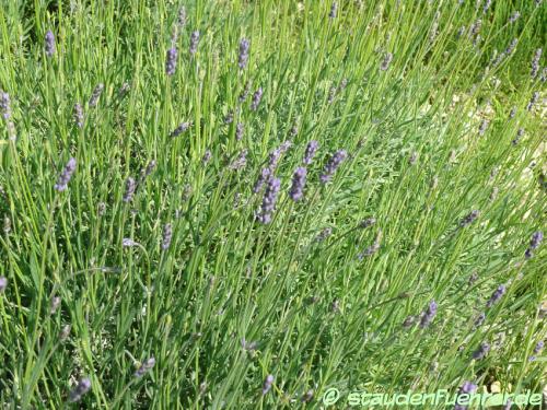 Image Lavandula angustifolia