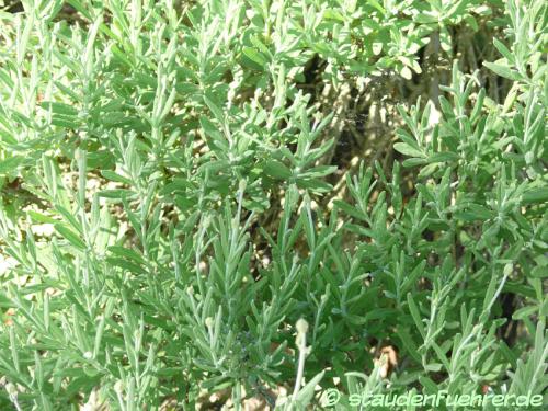 Bild Lavandula angustifolia