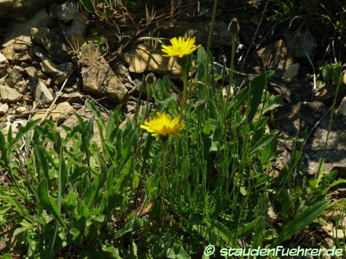 Bild Leontodon hispidus