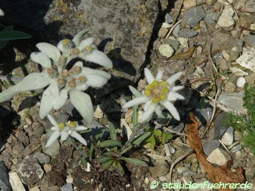 Bild Leontopodium alpinum