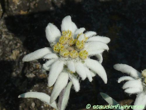 Image Leontopodium alpinum