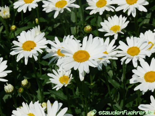 Image Leucanthemum maximum