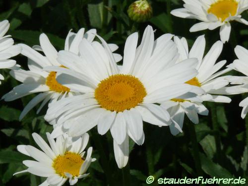 Bild Leucanthemum maximum