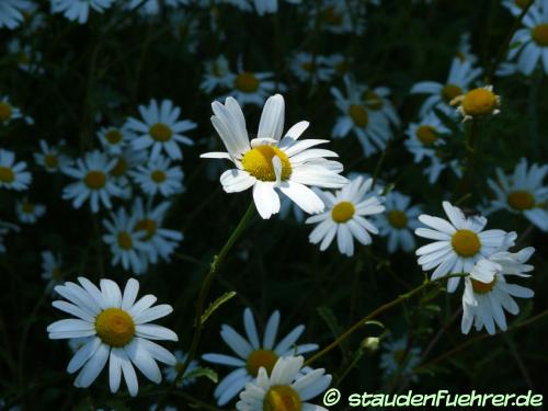 Image Leucanthemum vulgare