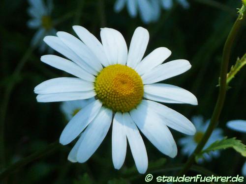 Bild Leucanthemum vulgare