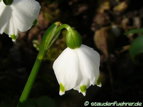 Bild Leucojum vernum