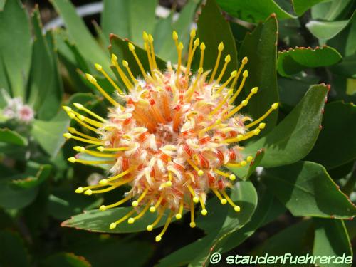 Image Leucospermum conocarpodendron