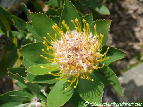 Image Leucospermum conocarpodendron