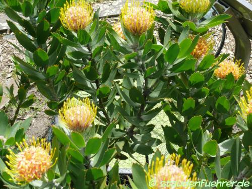 Image Leucospermum conocarpodendron