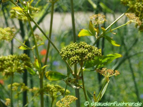 Image Levisticum officinale 