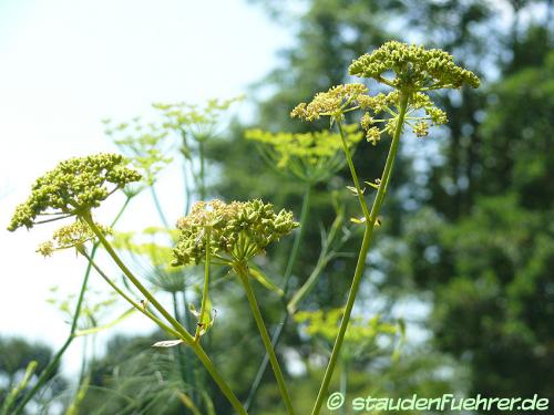 Image Levisticum officinale 